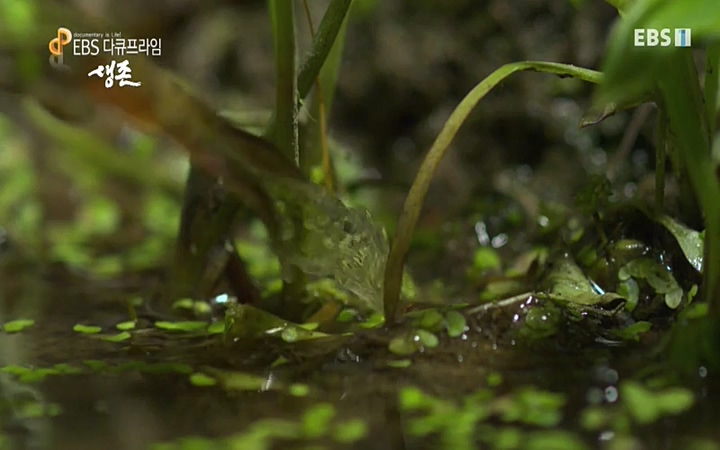 EBS 다큐프라임_ 220628.avi_20220629_205557.955.jpg