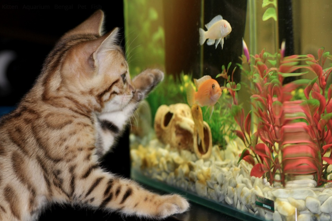 고양이가-어항의-물고기를-보는