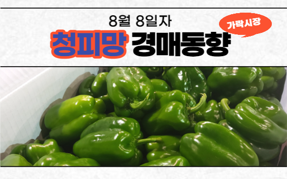  [경매사 일일보고] 8월 8일자 가락시장 청피망 경매동향을 살펴보겠습니다!