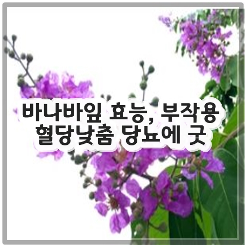 바나바잎 효능&#44; 부작용 혈당낮춤 당뇨에 굿