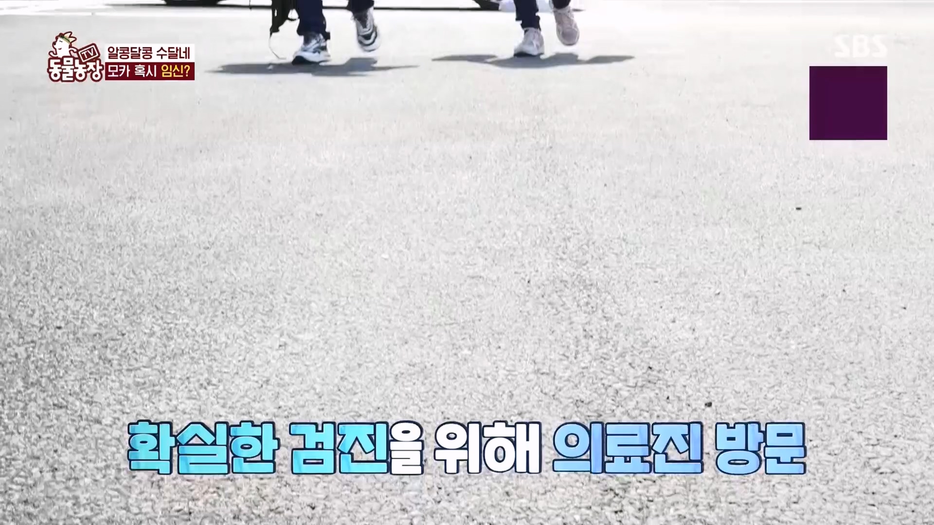 TV 동물농장.E1118.230423p.H264-F1RST.mp4_20230423_181123.195.jpg