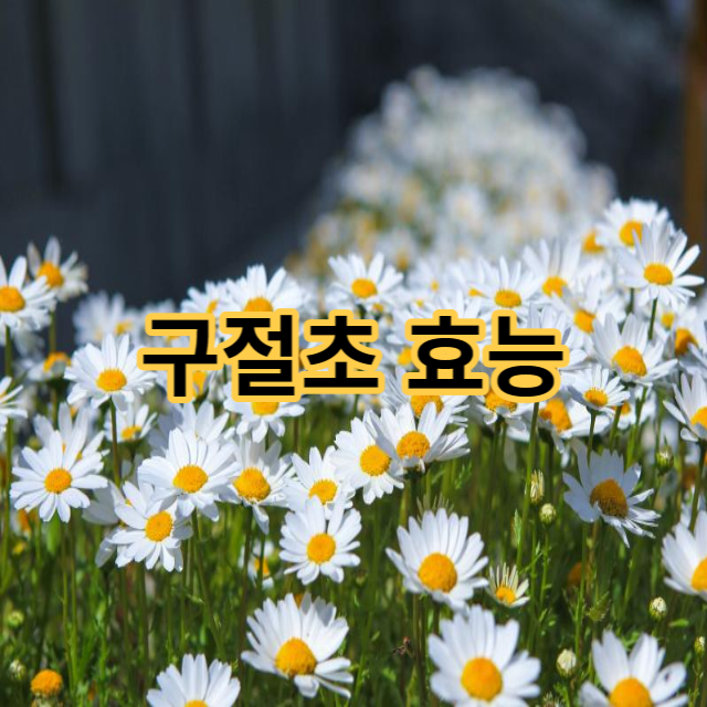  구절초 효능 부작용 구절초 차 만드는 법