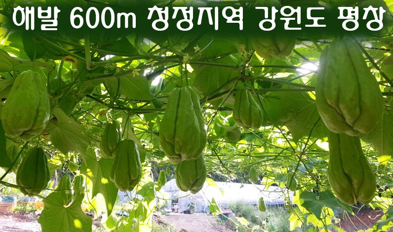  평창 우렁각시농장 차요테 효능 파는 곳
