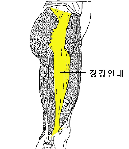 장경인대