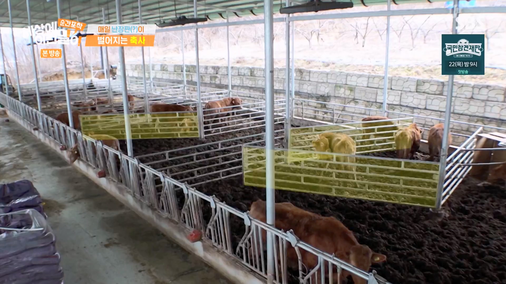 순간포착 세상에 이런일이.E1265.240217p-NEXT.mp4_20240218_151657.187.jpg