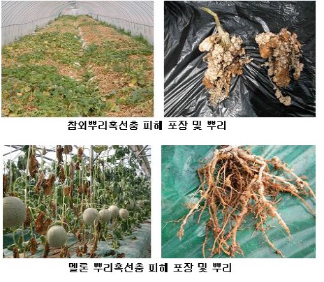  수박, 참외, 고추, 토마토, 상추, 당근 해충 뿌리혹선충 박멸