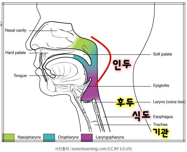 인후염 증상