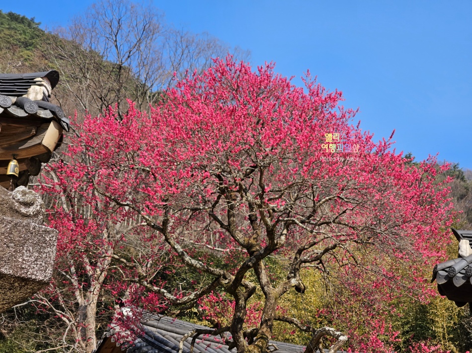 3월 지리산 구례 화엄사 홍매화 예쁘다! 개화시기 명소 만개