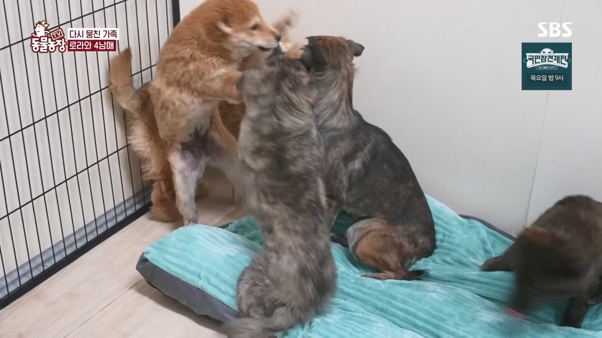 TV 동물농장.E1160.240225p.H264-F1RST.mp4_20240225_165124.724.jpg