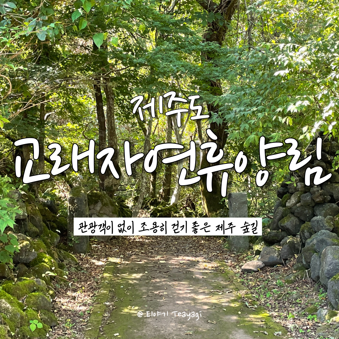 제주 Jeju | 제주도 가볍게 걷기 좋은 숲길 추천, 교래자연휴양림 (feat. 제주도 가볼만한곳)