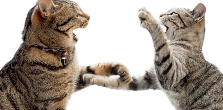 마주보고 공격하는 두 마리의 고양이.