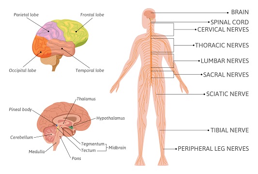 central-nervous-system