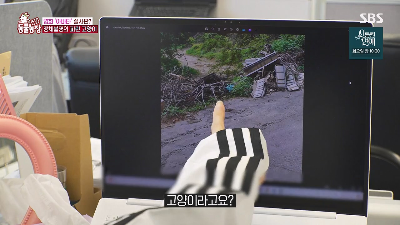 TV 동물농장.E1177.240624p-NEXT.mp4_20240623_163731.671.jpg