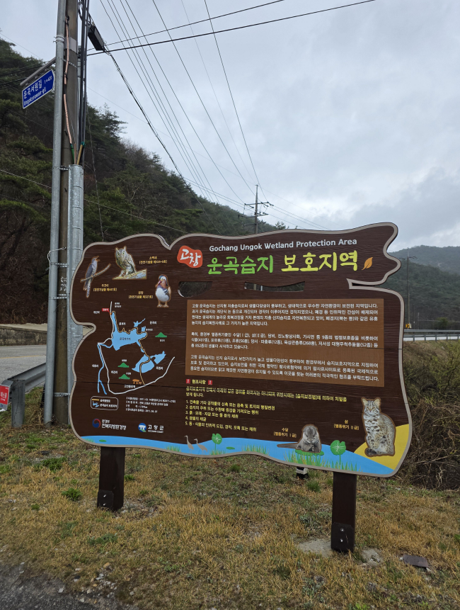 벚꽃축제 중인 고창 on 7