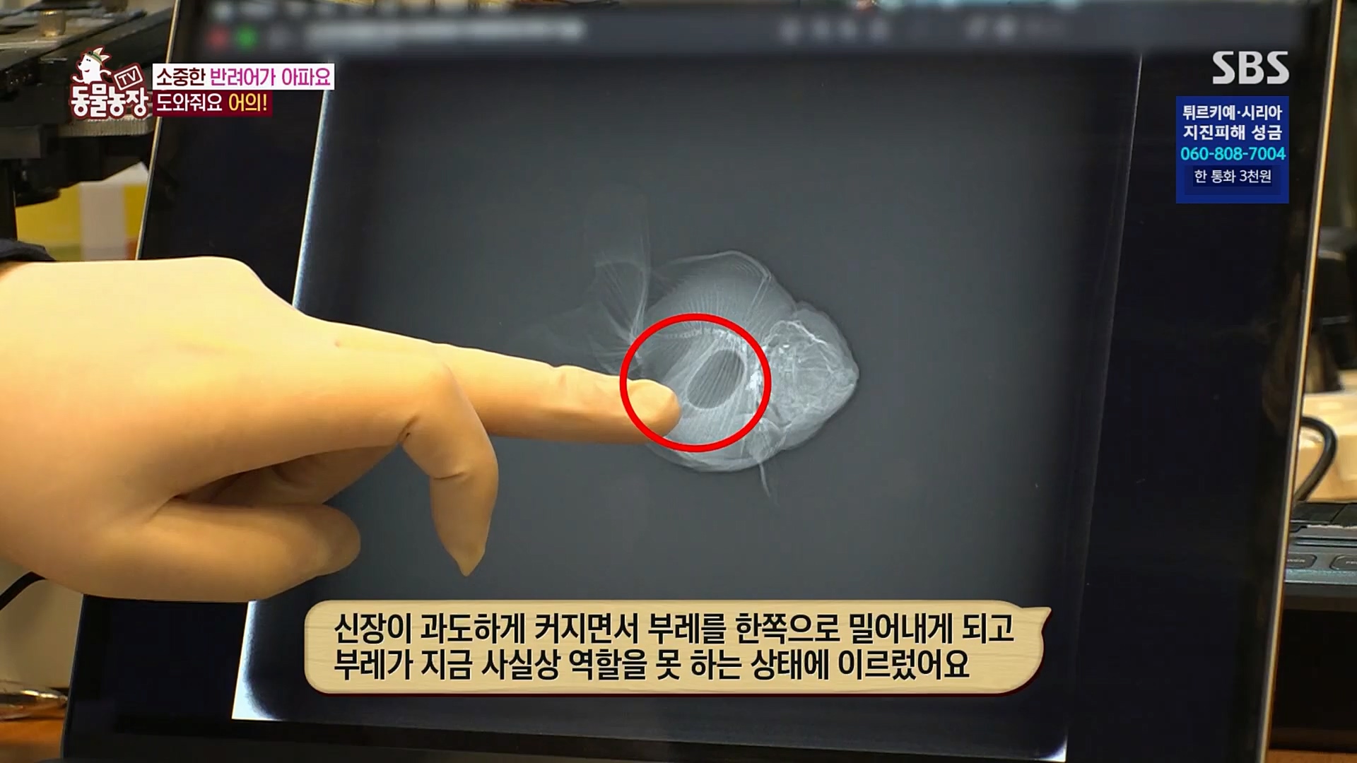 TV 동물농장.E1109.230219p.H264-F1RST.mp4_20230219_142838.386.jpg