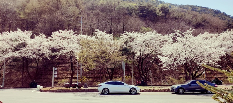 도로를 따라 길게 펼쳐진 벚꽃들