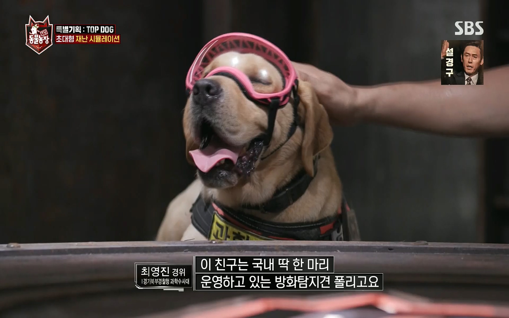 TV 동물농장.E1086.220911p.H264-F1RST.mp4_20220911_175412.261.jpg