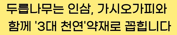  두릅나무는 인삼, 가시오가피와 함께 '3대 천연'약재로 꼽힙니다