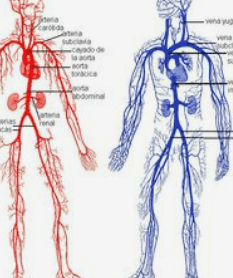 HDL 콜레스테롤 정상수치