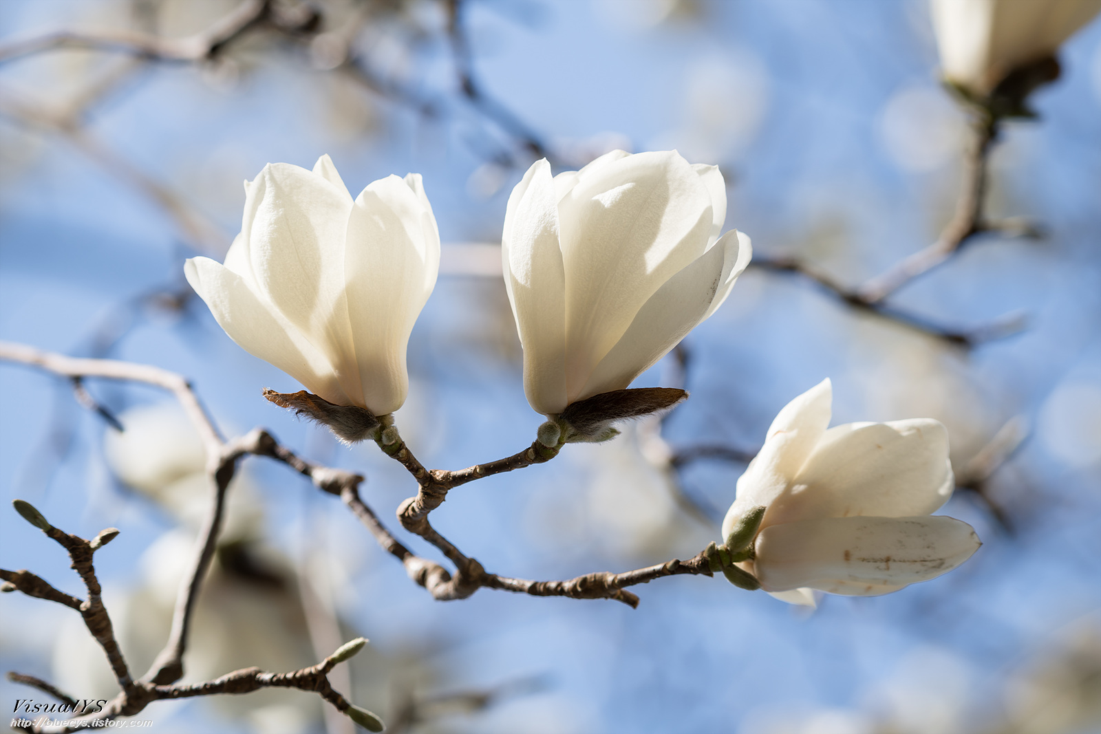 화려한 목련.. 23