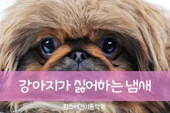 집안에서 간편하게 시도 가능한 강아지 냄새 제거 기술_6
