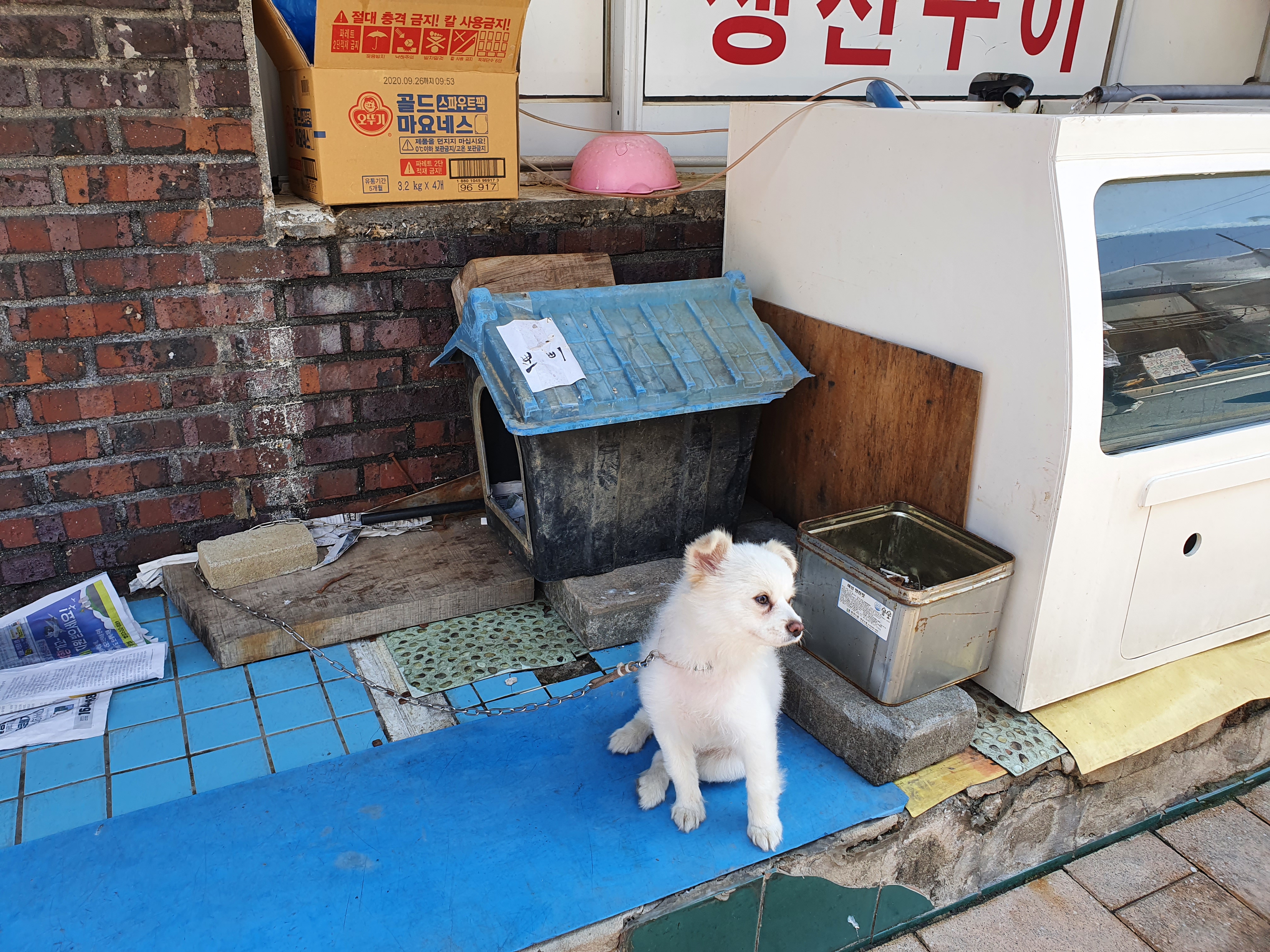  속초 여행/맛집/가볼 만한 곳 - DAY 2: 비단우유차 & 엄지네 포장마차