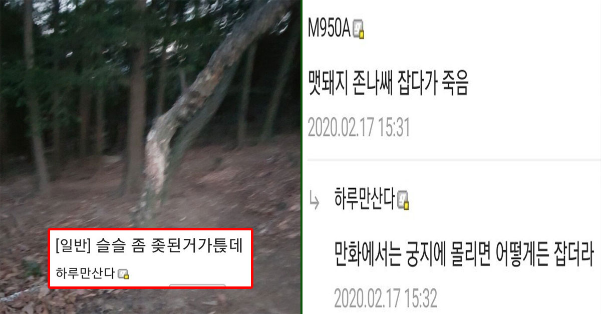  멧돼지 잡으러 산으로 간 디씨인의 후기 ㄷㄷ