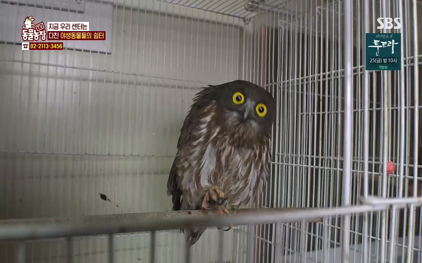 TV 동물농장.E1061.220320p.H264-F1RST.mp4_20220320_183602.120.jpg