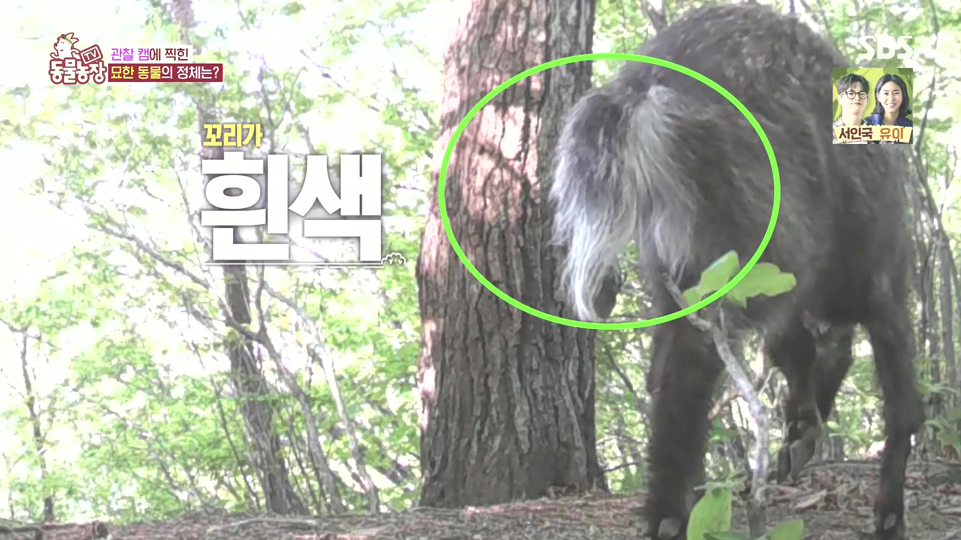 TV 동물농장.E1185.240818p.H264-F1RST.mp4_20240818_160805.348.jpg