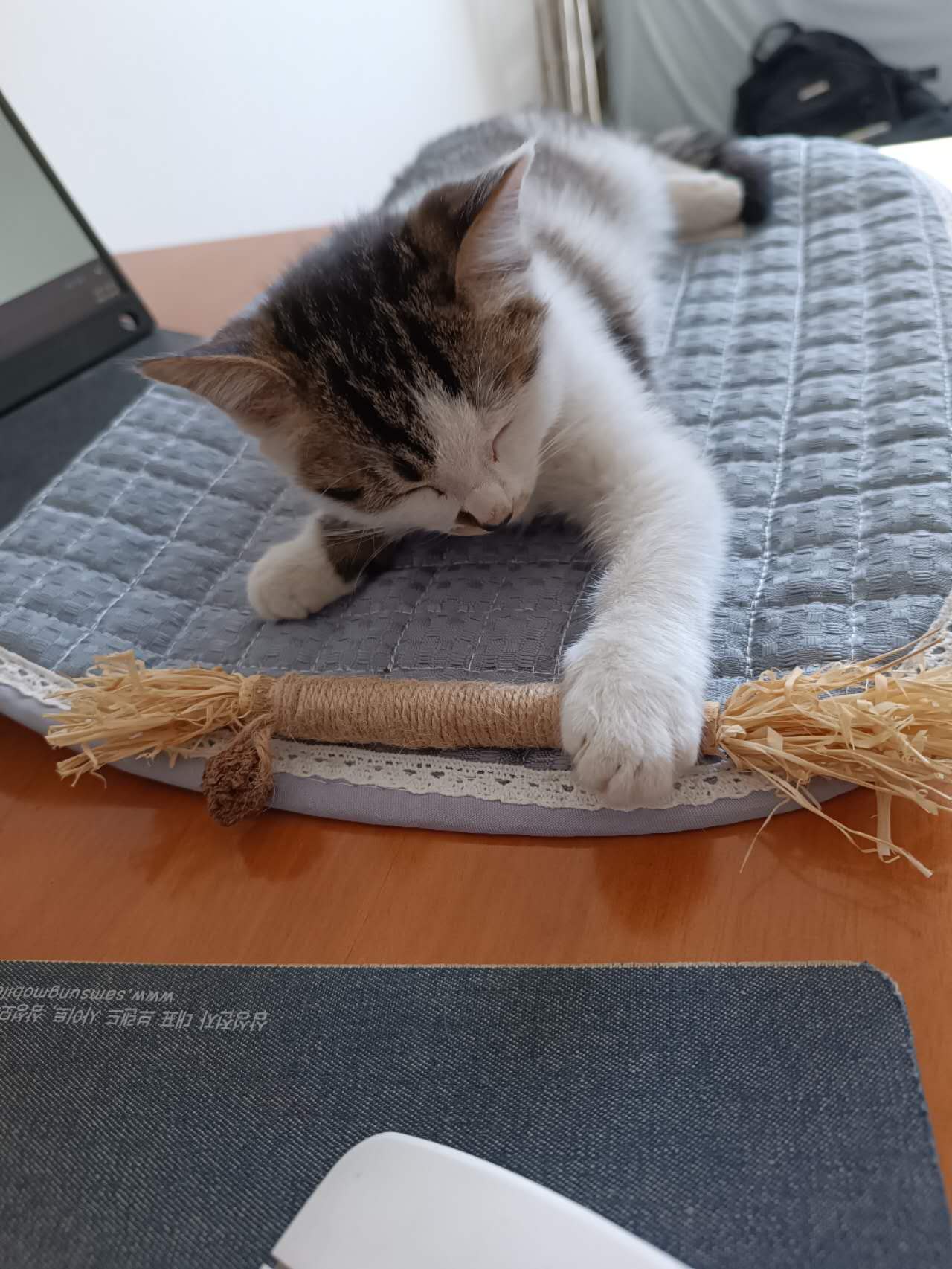 고양이-질병