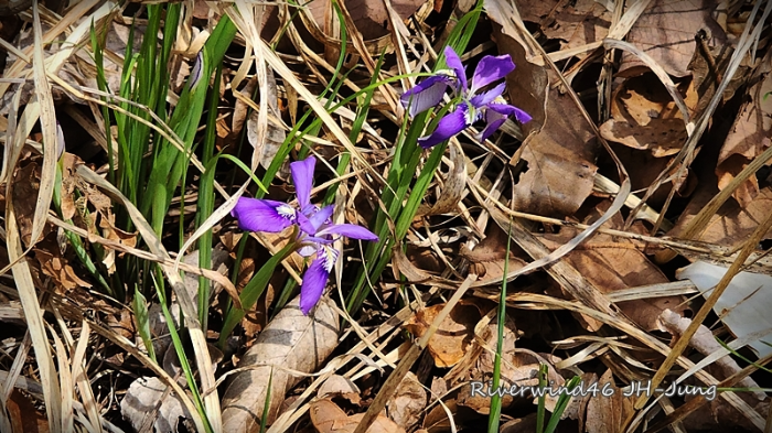 각시붓꽃 Iris rossii