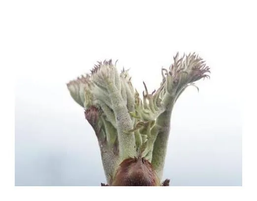 두릅 효능