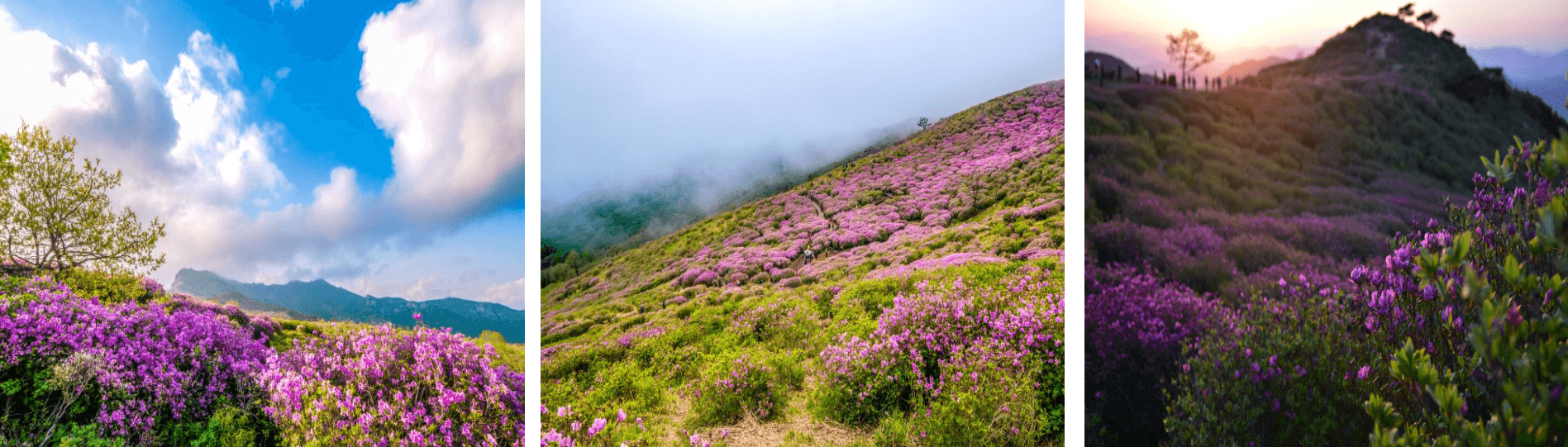 황매산철쭉 등산코스