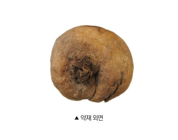 모티리톤정의 주요 성분 현호색