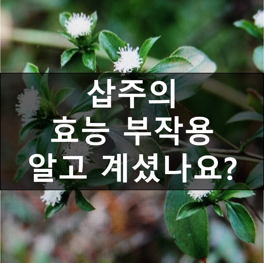 삽주 효능 부작용2