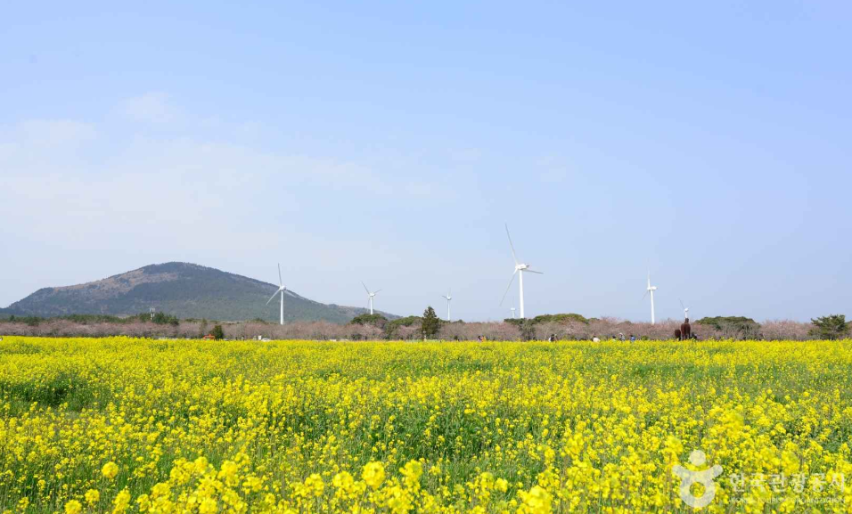 제주도 유채꽃 명소 조랑말체험공원