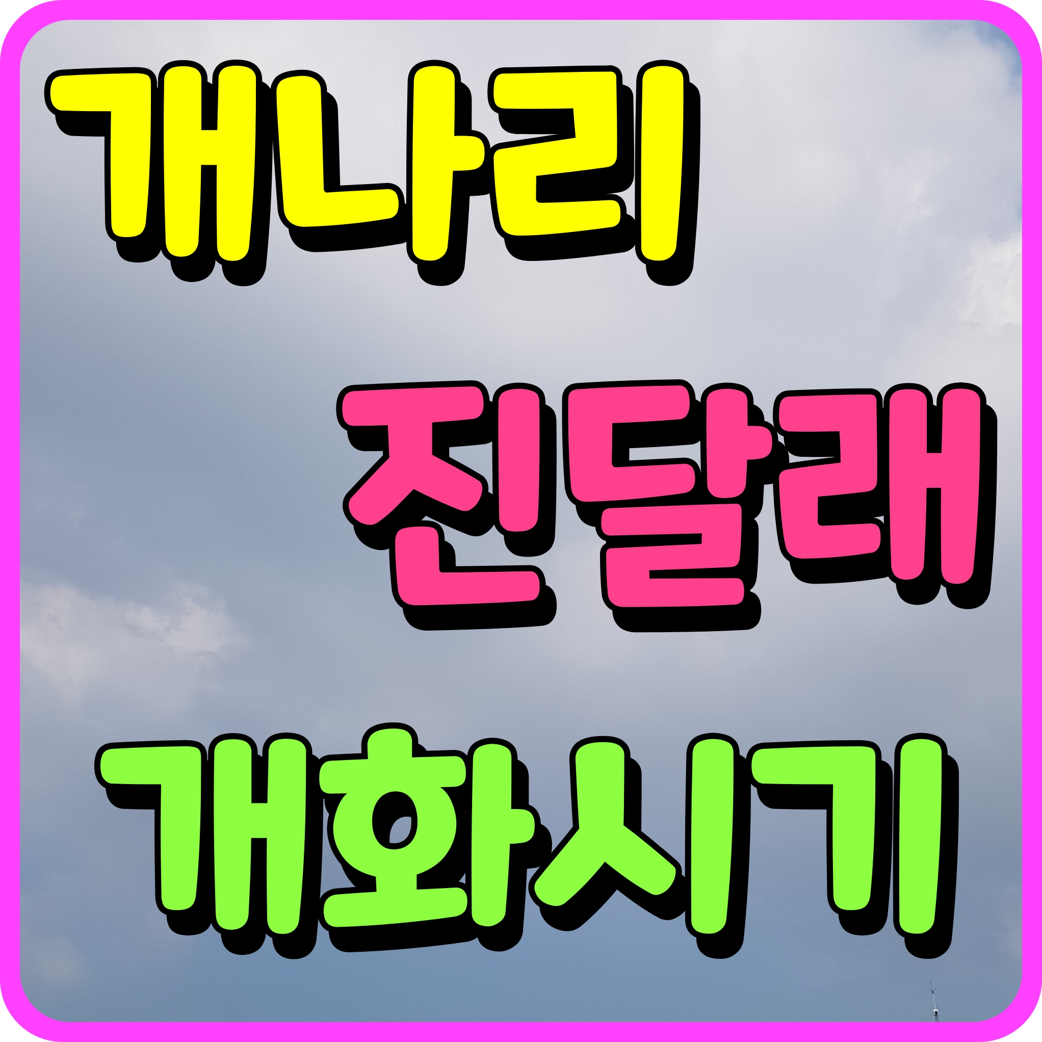  개나리 진달래 개화시기 봄꽃 구경 떠나볼까요