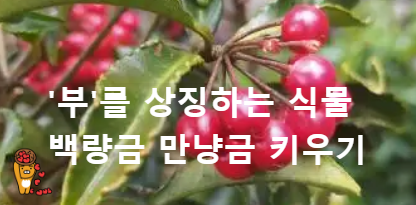 백량금&#44; 만냥금 키우기 부를 상징하는 식물
