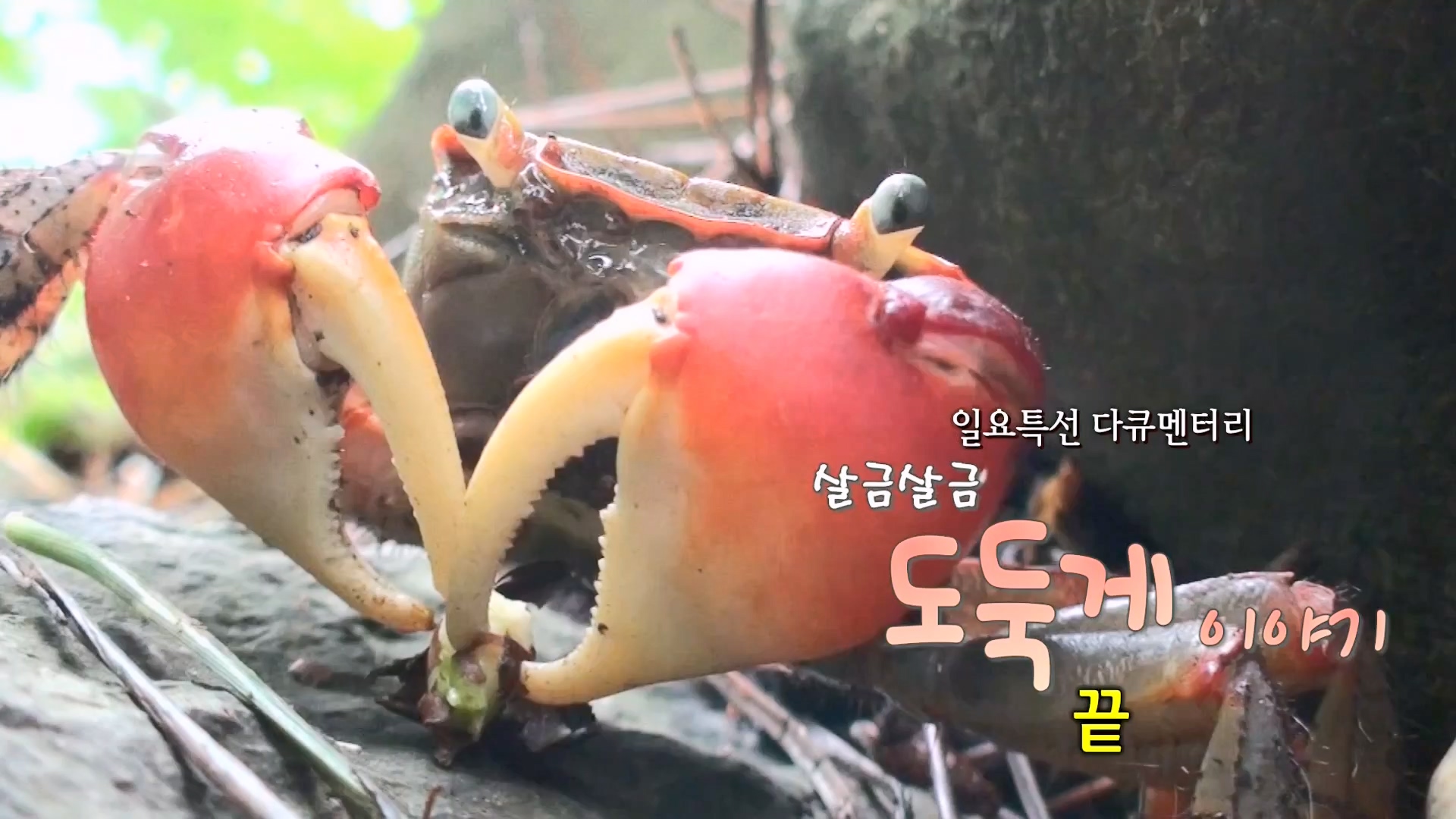 일요특선 다큐멘터리.E344.240310p-NEXT.mp4_20240310_160141.194.jpg