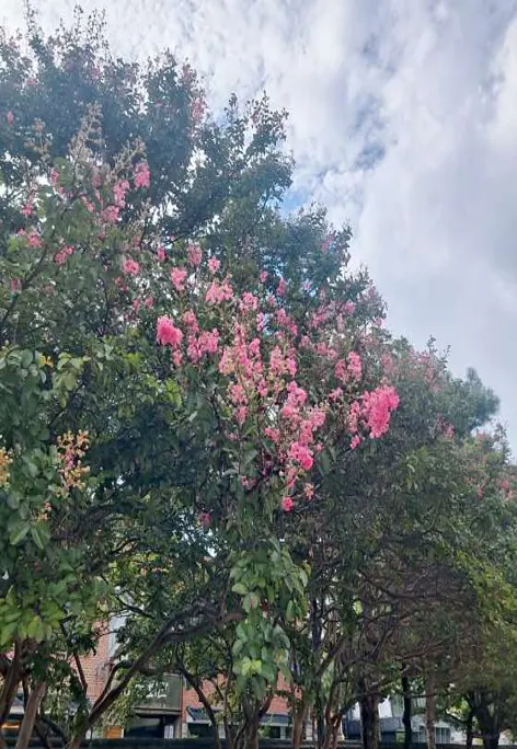 전주경기전