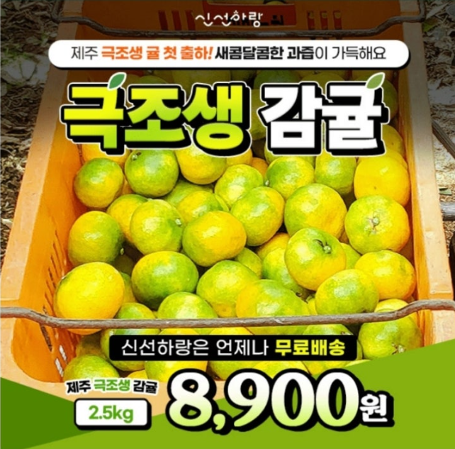 9월 25일 신선하랑 극조생 감귤 캐시워크 정답 24년 햇 극조생 노지감귤 2.5kg ㄷㄷ