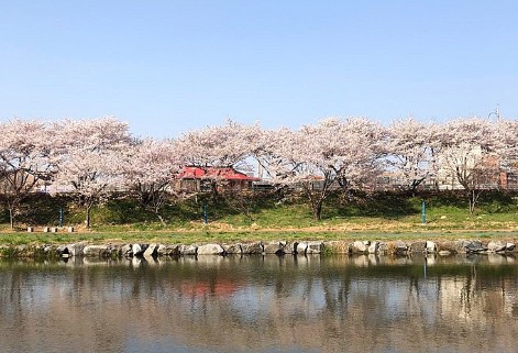 충청도 벚꽃 명소인 서산 해미천 모습