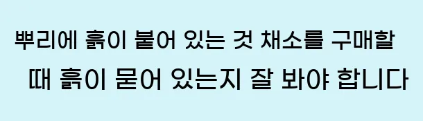  6. 뿌리에 흙이 붙어 있는 것 채소를 구매할 때 흙이 묻어 있는지 잘 봐야 합니다.