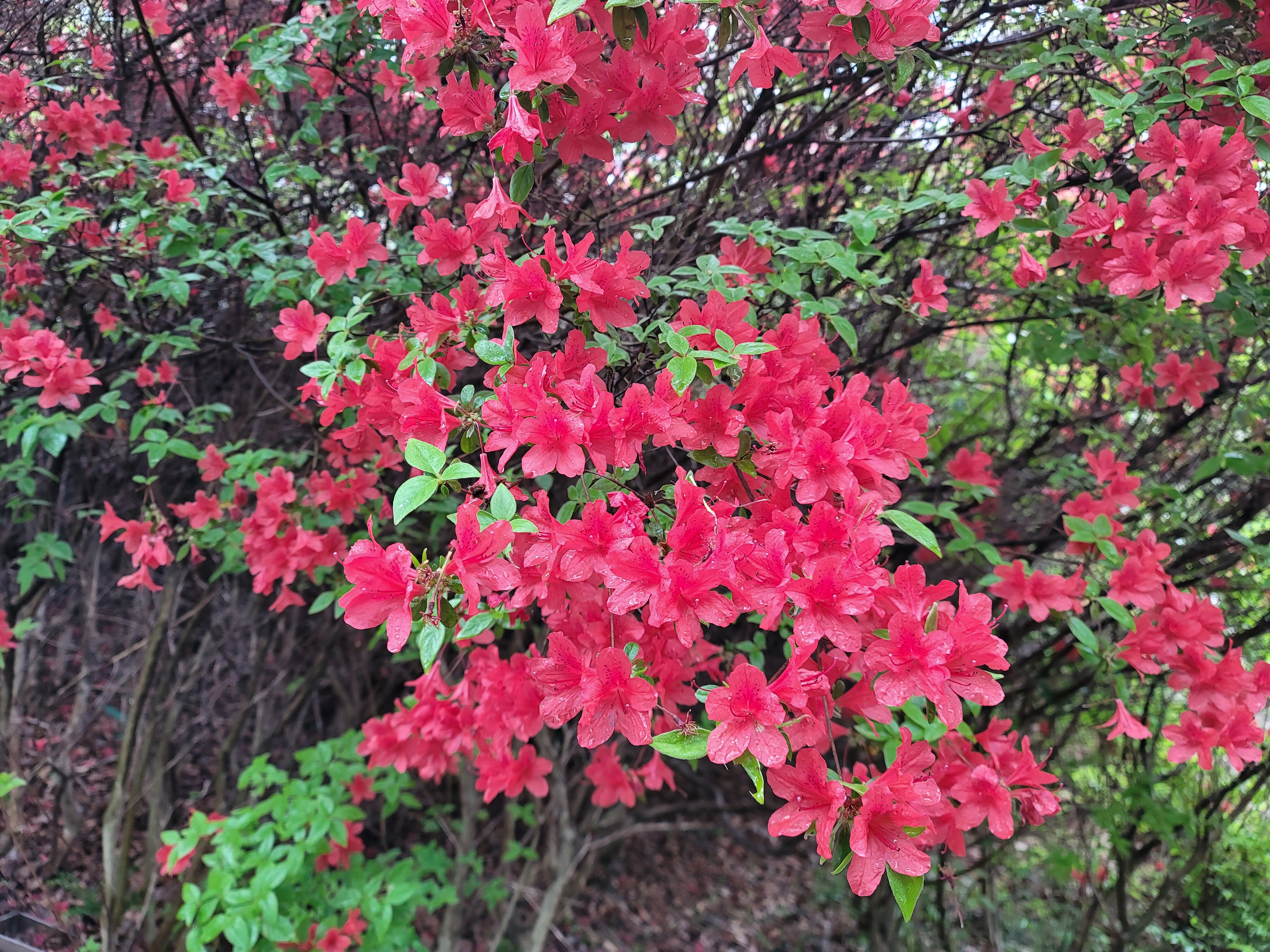 산철쭉 화단접대 17