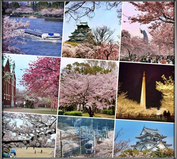 오사카벚꽃여행명소