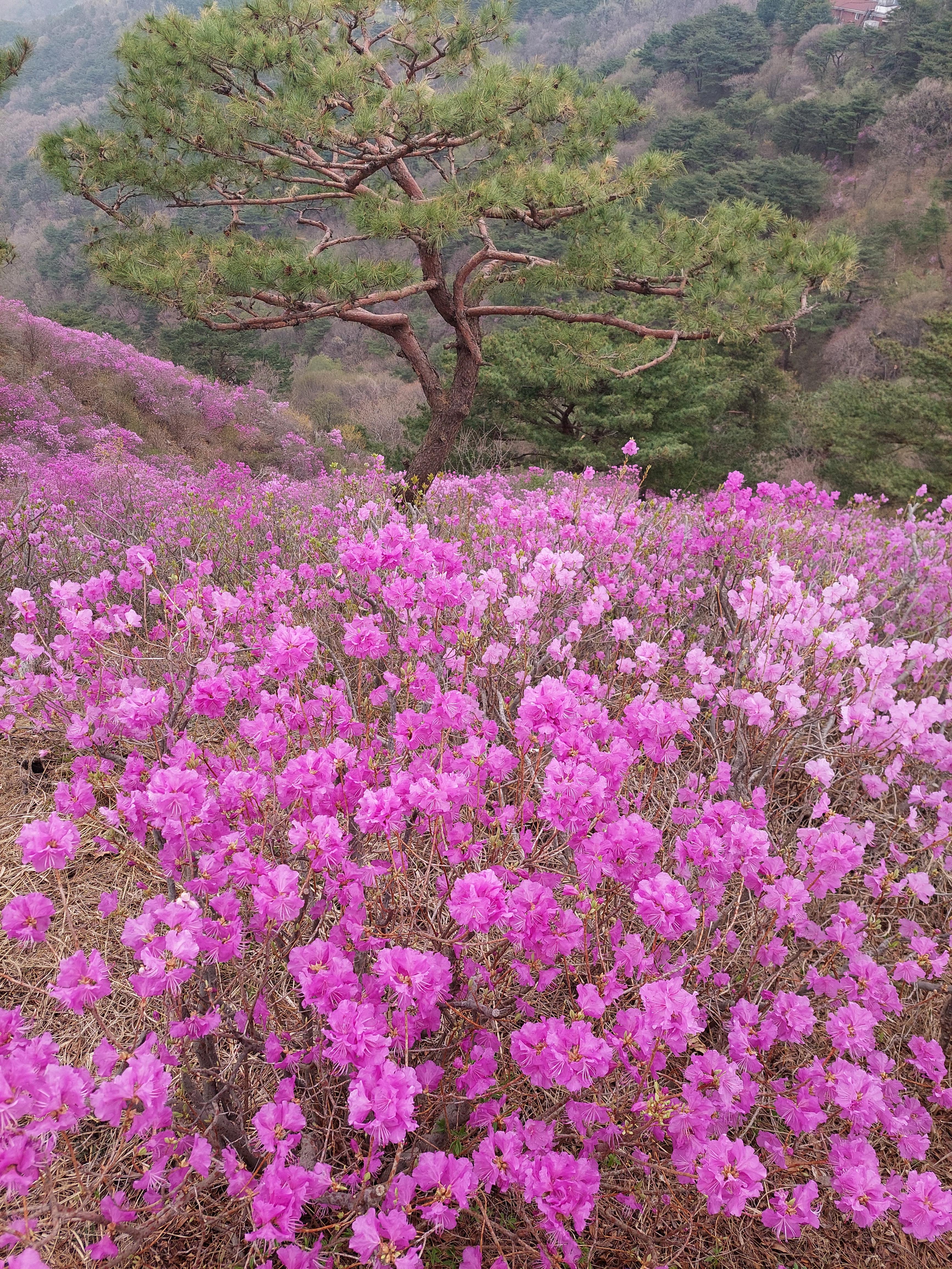 강화 고려산 진달래 축제