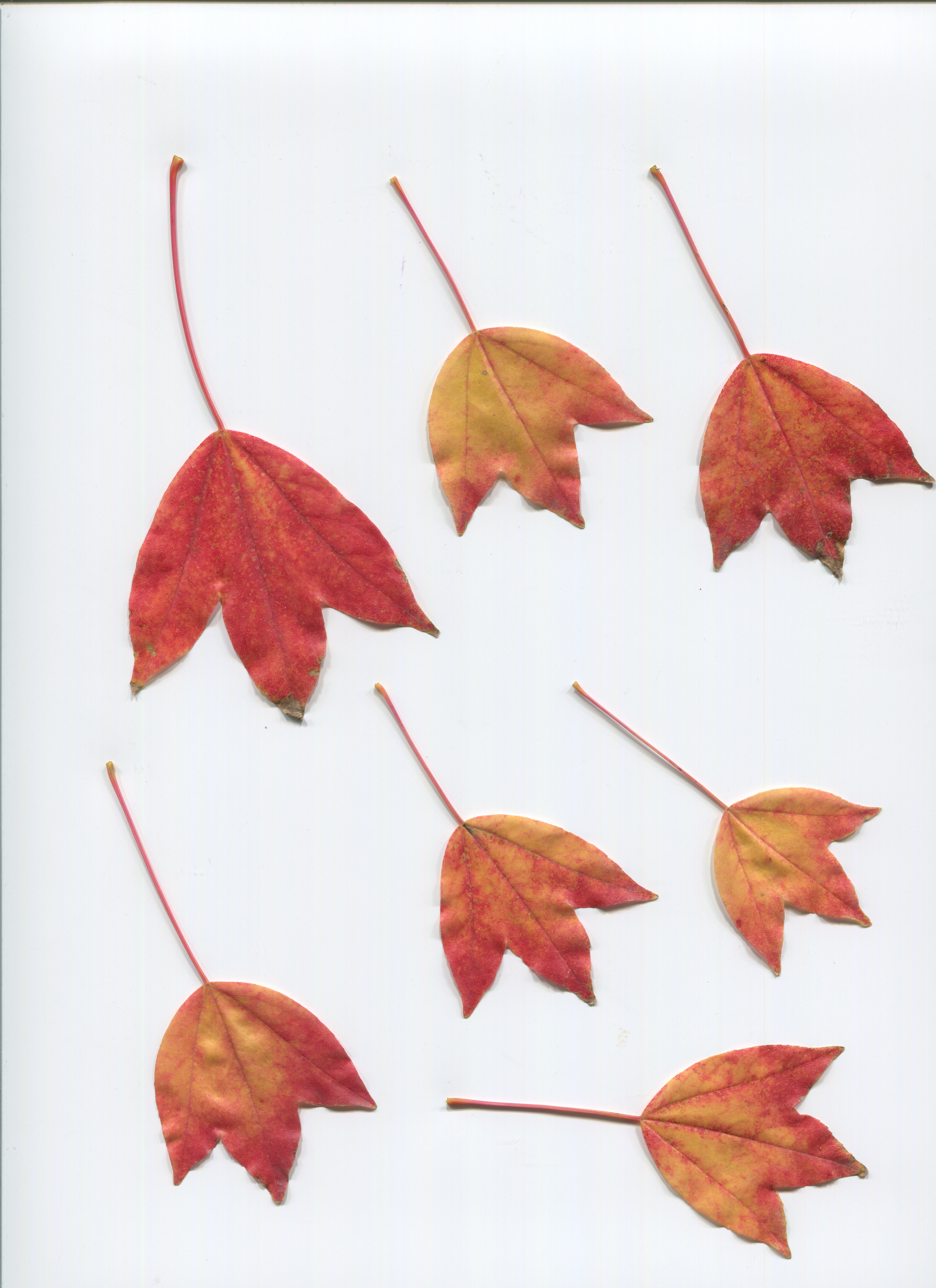 낙엽 이미지