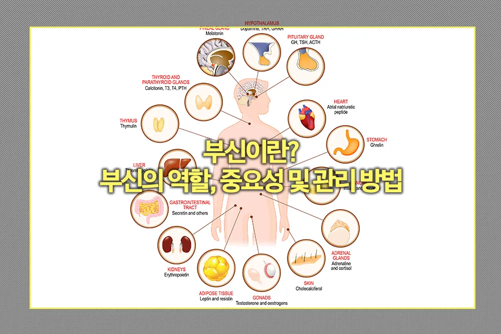 부신 역할 중요성 관리 방법