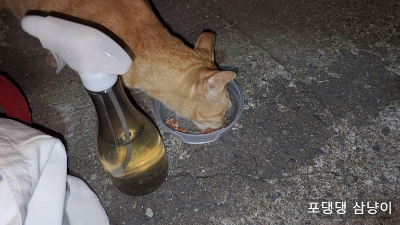습식사료-먹는-치즈색깔-고양이.