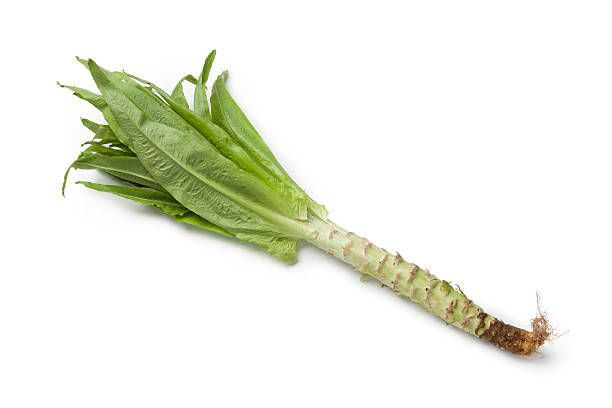 궁채 이미지